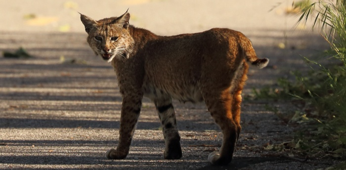 Creeks Trail - Bobcat - Gary Chock - 5-27-2016 - 1