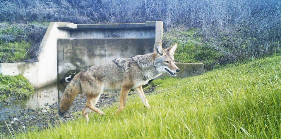 Coyote walking up hill in front of culvert