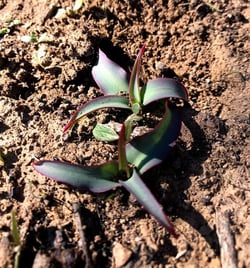 DFOO - Soap Plant Regrowth - K-Hill - 2021-01