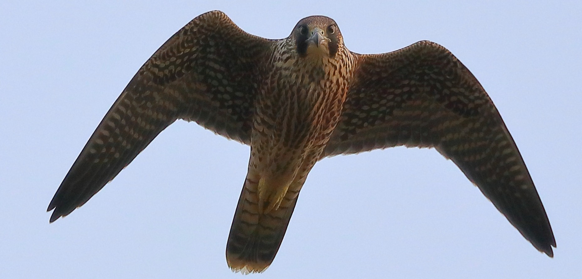 DMAUK-PEREGRINE-JUVENILE-1