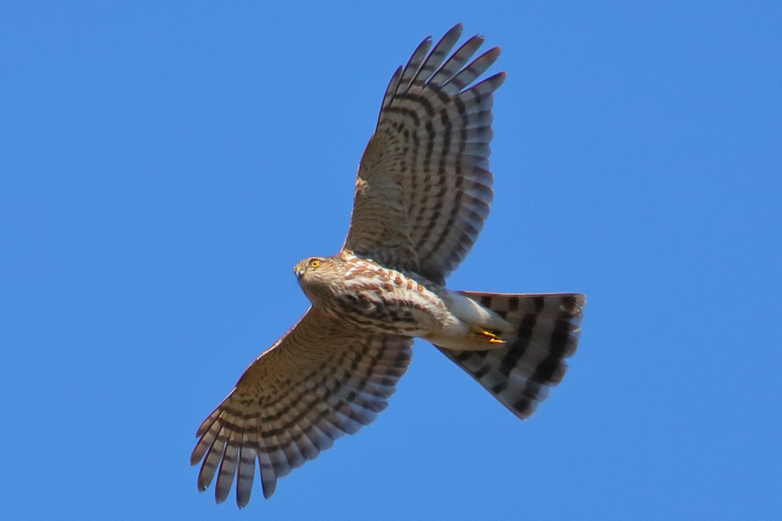 DMAUK-SHARPSHINNEDHAWK-1