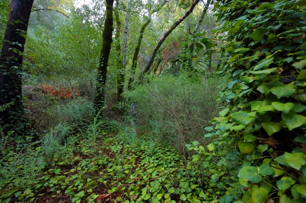 David Mauk Bay Property Croy Redwoods Ivy