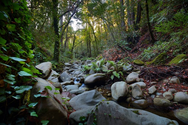 David Mauk Bay Property Croy Redwoods Water and Rocks.JPG 