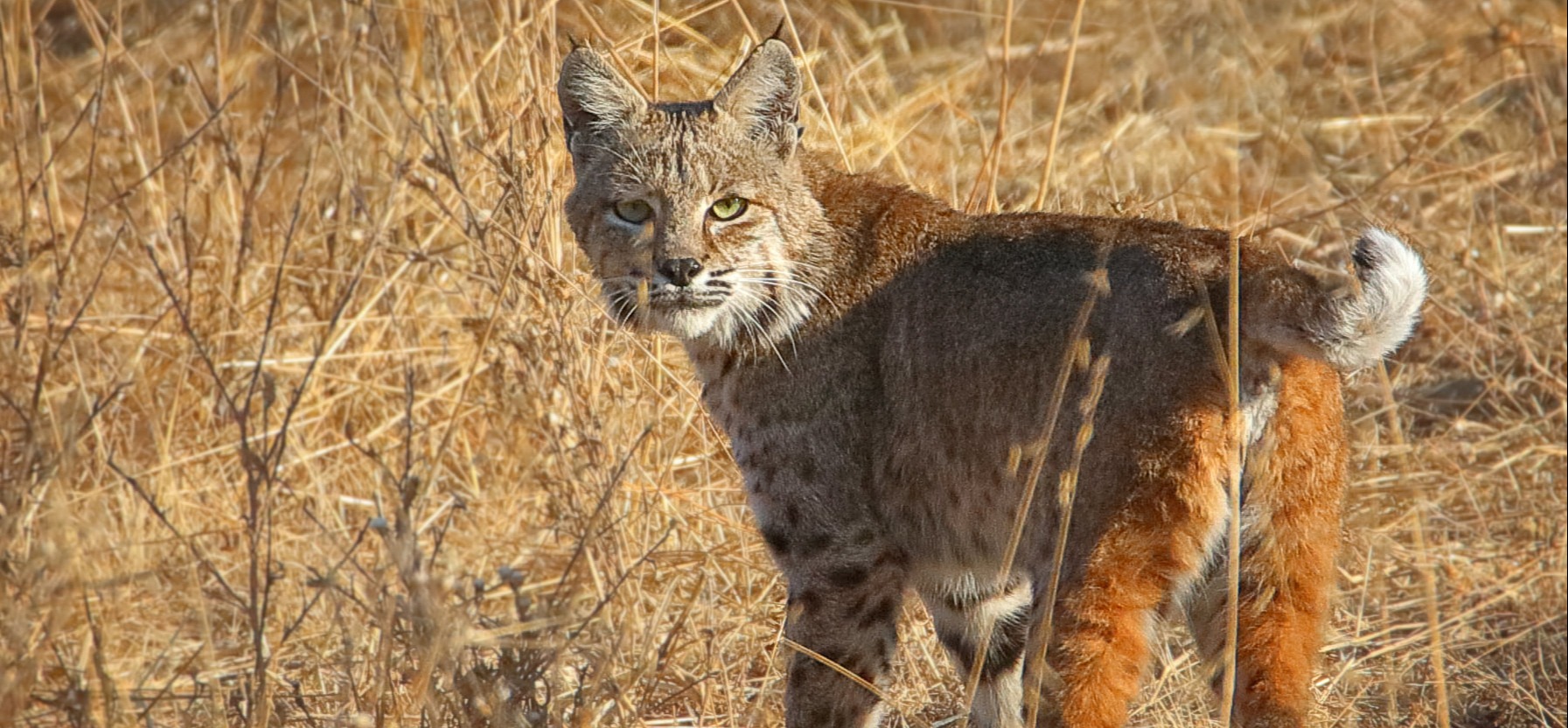 David Mauk Bobcat Oct 2020-1