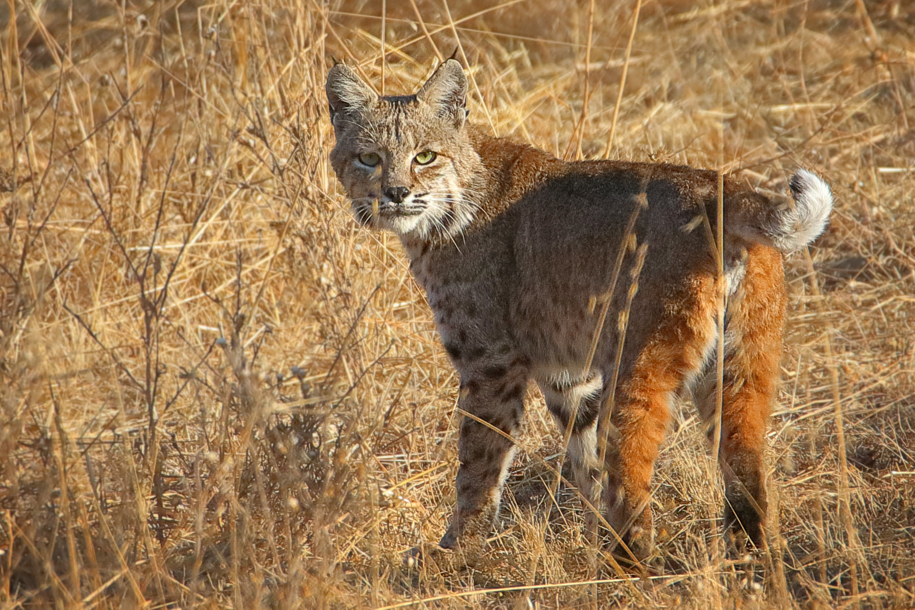 David Mauk Bobcat Oct 2020