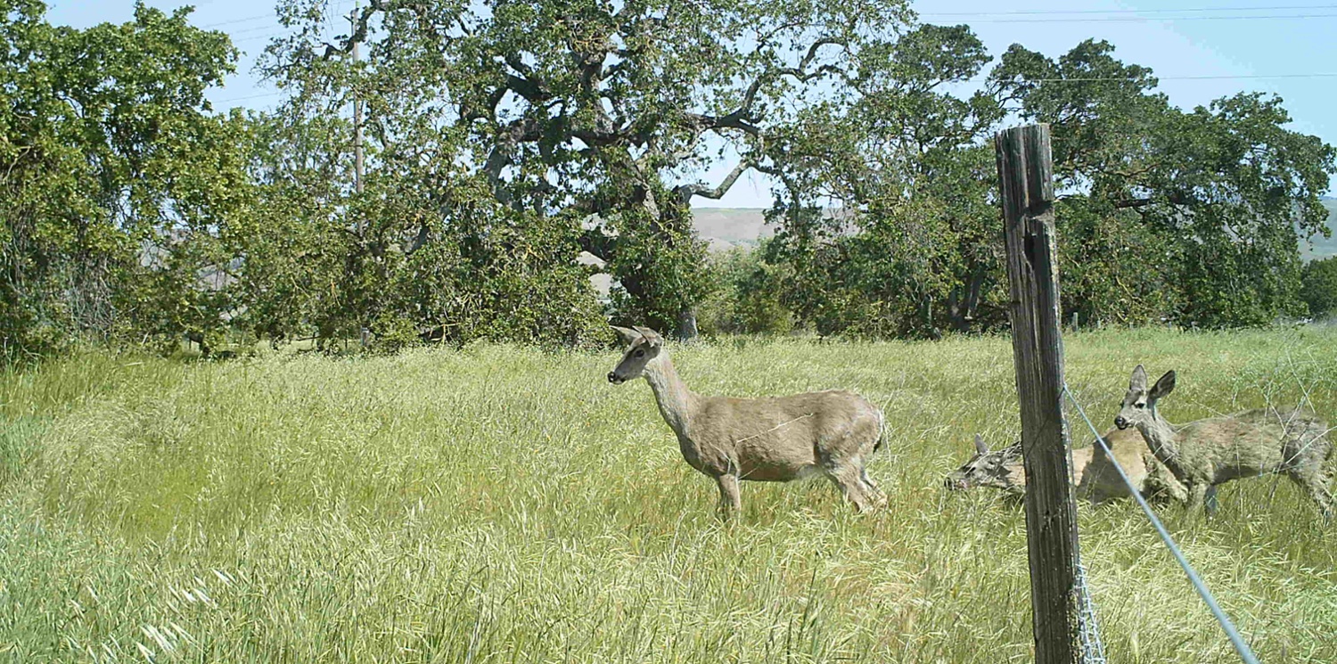 Deer Pathways for wildlife-1