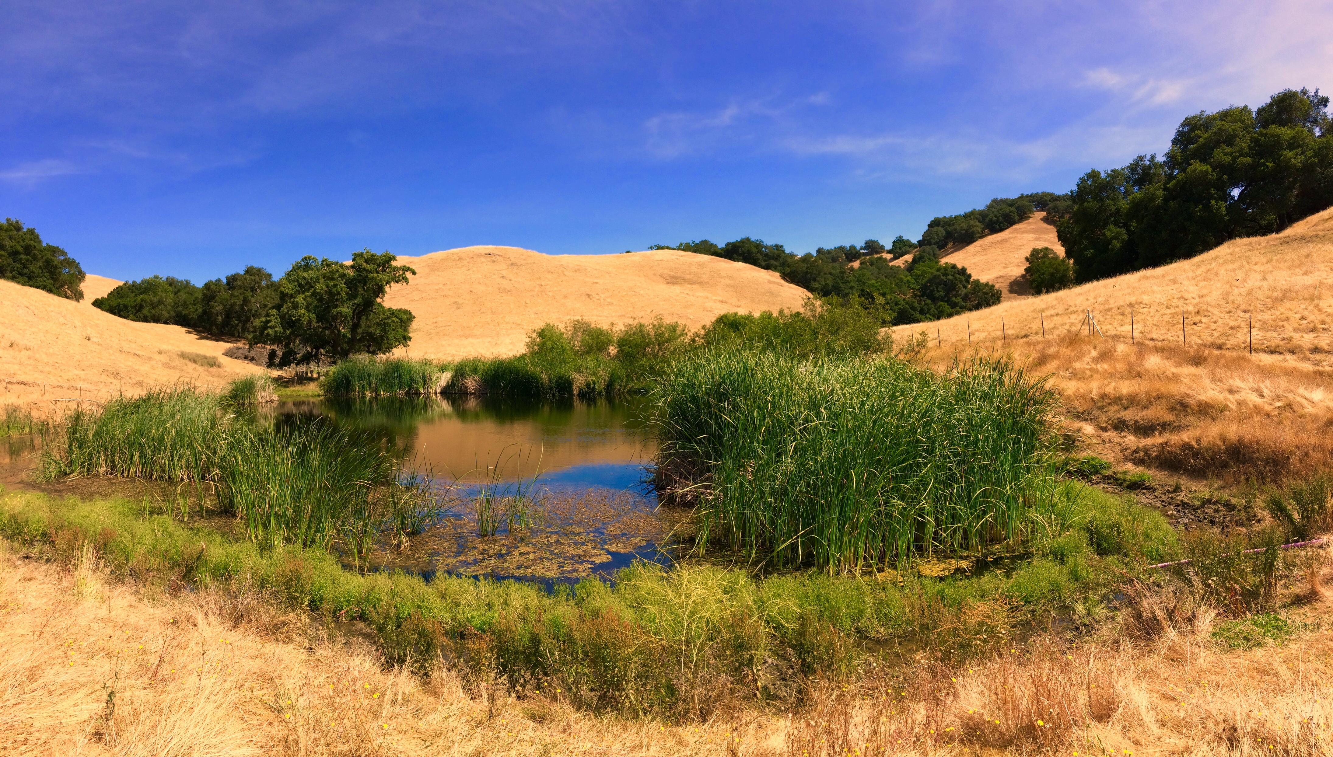 Diablo Foothills - Landscape - D.Mauk - May-10-2018