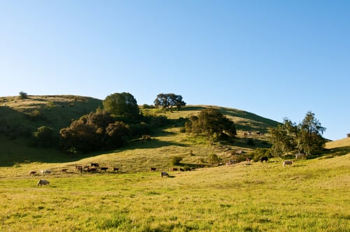 Doan - Vista - SJ - 07-18-2011