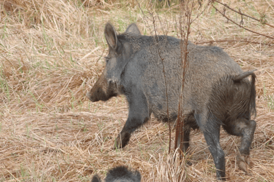 Feral Pig
