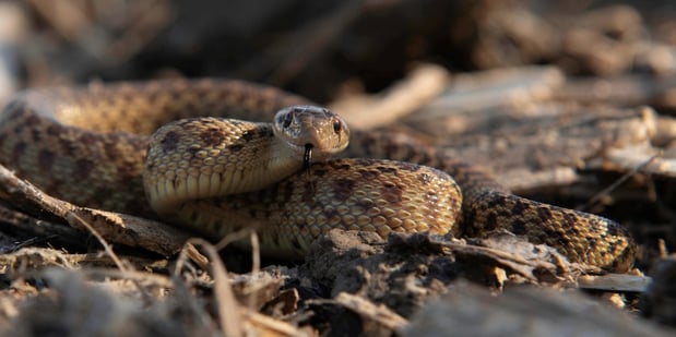 Fishers Bend - Gopher Snake - D-Neumann - 2021-01-20-1