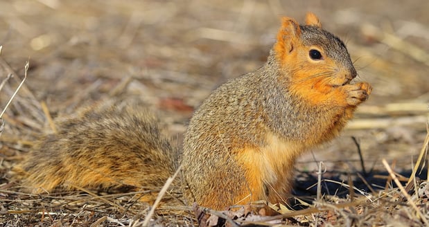 Fox Squirrel - D-Mauk-1