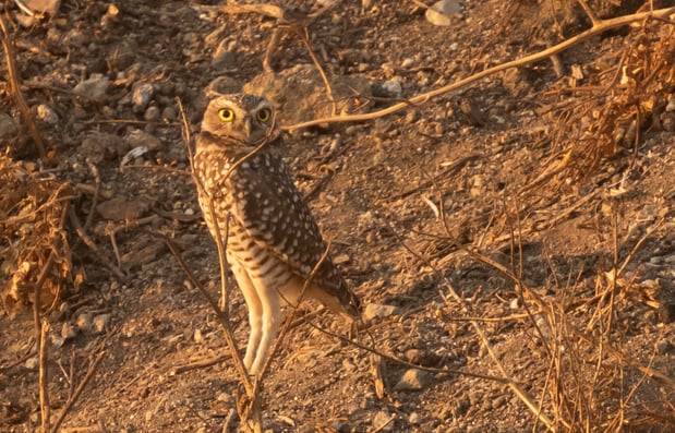 Frantoio - Burrowing Owl - D-Neumann - 2020-10 - 6