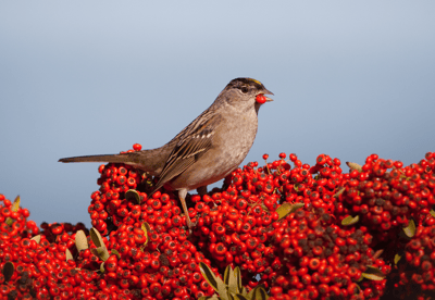Golden crowned sparrow on toyon - Kira Gunderson - canva