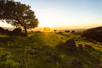 A photo depicts golden hour with the sun shining over a landscape filled with grass, rocks and trees.