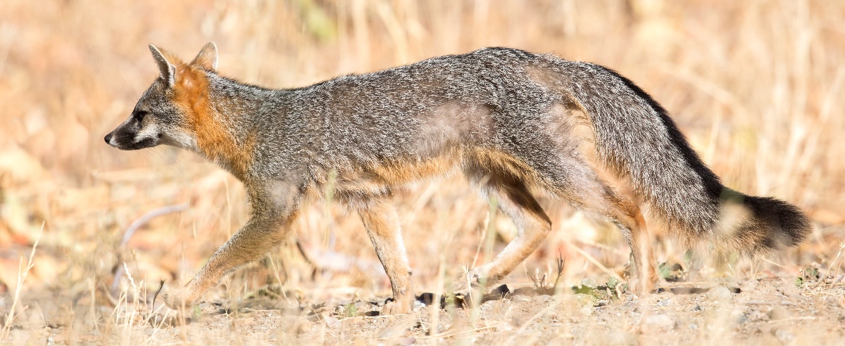 Gray Fox - BH - 1-30-2018 - 1-1