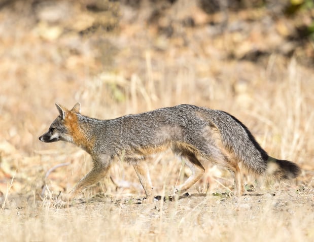 Gray Fox - BH - 1-30-2018 - 1-1