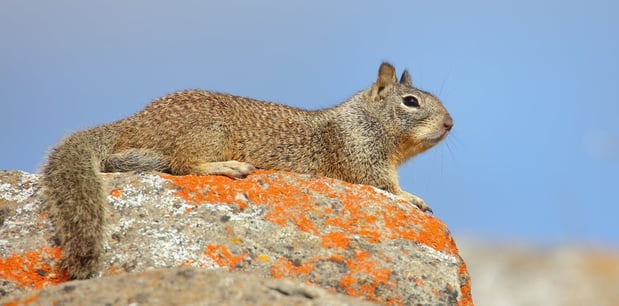 Ground Squirrel - D-Mauk - 2021-01-31-1