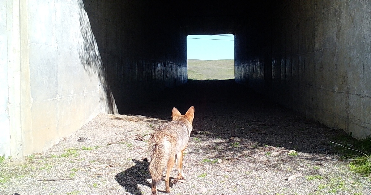 Hwy 156 Site 3 Coyote 12-27-18-1