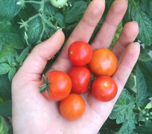 Close-up of open and holding 6 red cherry tomatoes with tomato plant behind it.