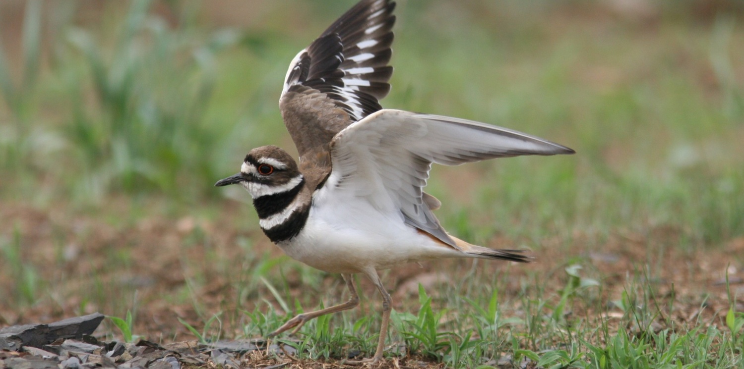 Killdeer - iNat - Andy Wilson - 2-1-1