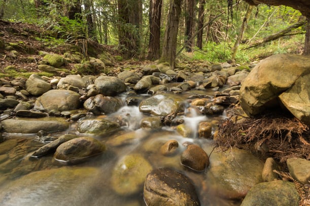 Rushing stream in redwood forest