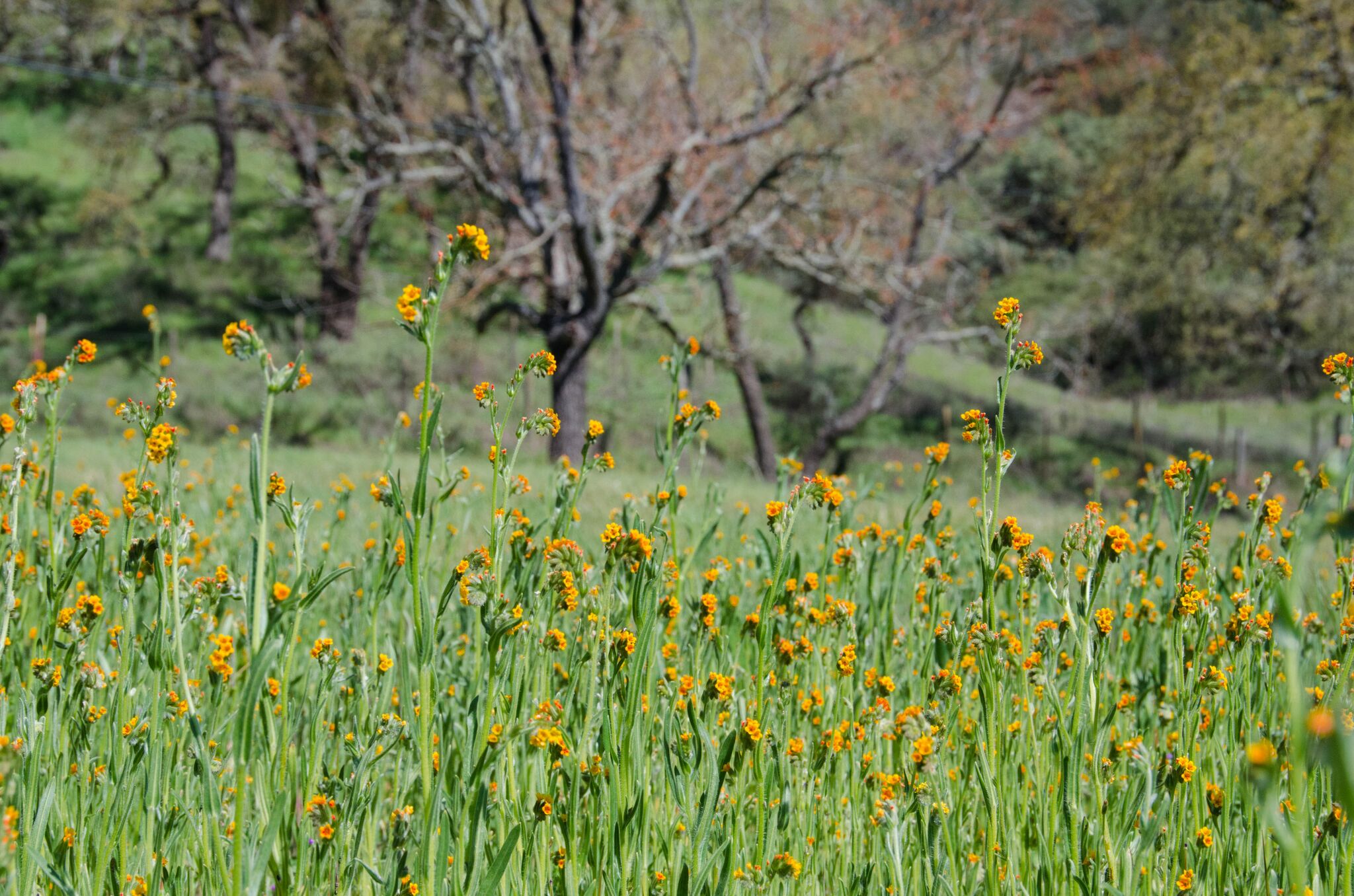 Llagas-Creek-Loop-Trail_Rancho-Canada-del-Oro-Open-Space-Preserve_Cassie-Kifer-11_preview