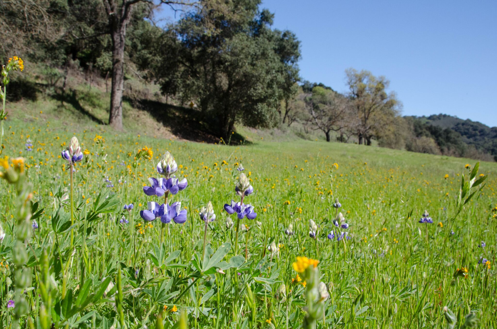 Llagas-Creek-Loop-Trail_Rancho-Canada-del-Oro-Open-Space-Preserve_Cassie-Kifer-6_preview