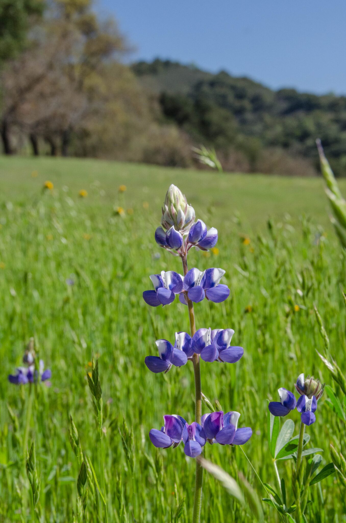 Llagas-Creek-Loop-Trail_Rancho-Canada-del-Oro-Open-Space-Preserve_Cassie-Kifer-7_preview