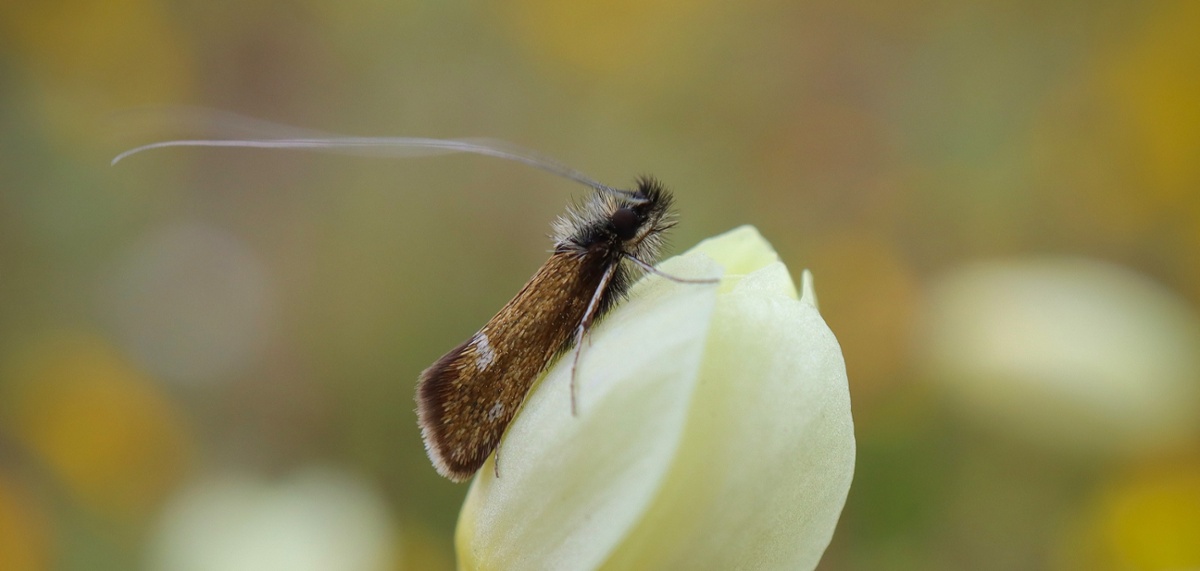 MOCR - Oplers Longhorn Moth - D-Mauk - 2023-04-07-1