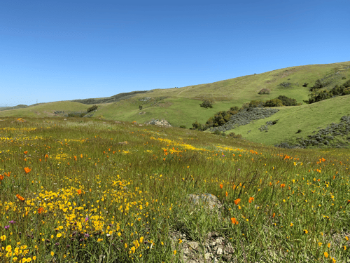MOCR - Spring landscape - A.Pilon - 2023-04-04-09