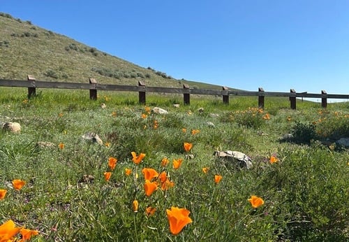 MOCR_Wildflowers landscape_A-Pilon_2025-03_01