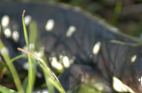 Margaret Mantor (CDFW)-2