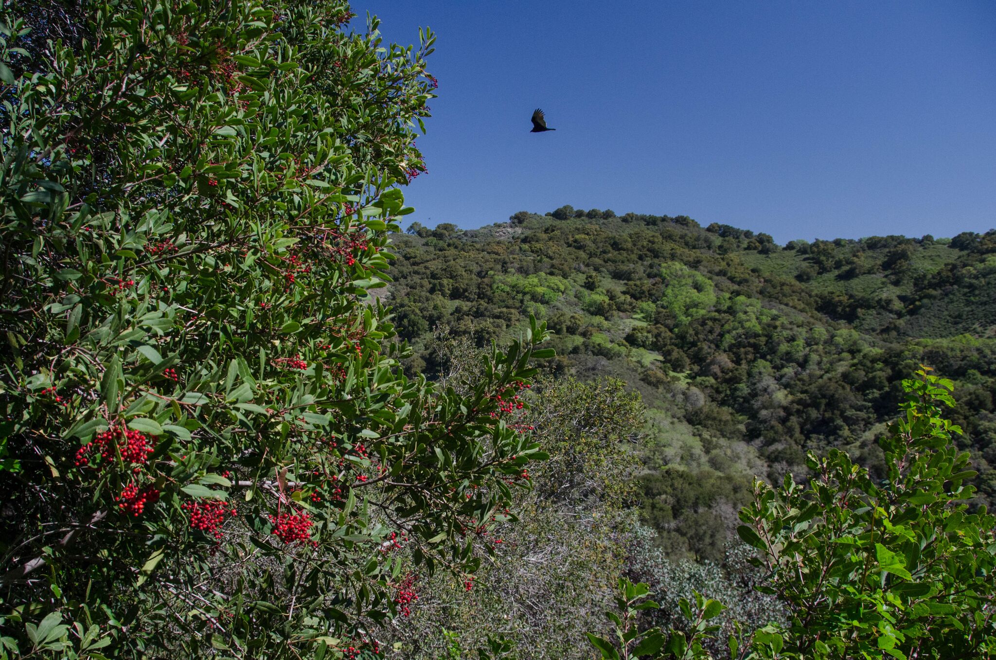 Mayfair-Trail_Rancho-Canada-del-Oro-Open-Space-Preserve_Cassie-Kifer-10_preview