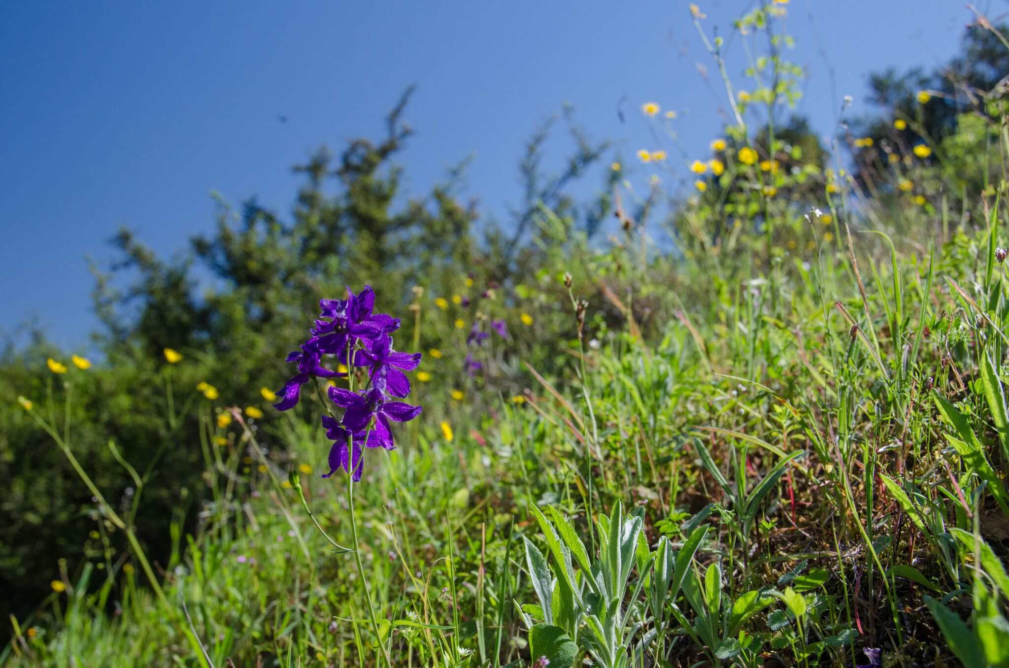 Mayfair-Trail_Rancho-Canada-del-Oro-Open-Space-Preserve_Cassie-Kifer-14_preview