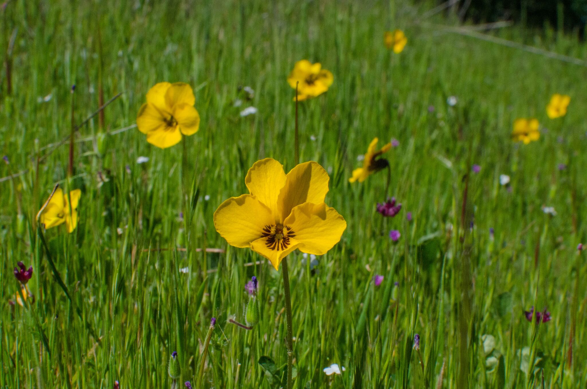 Mayfair-Trail_Rancho-Canada-del-Oro-Open-Space-Preserve_Cassie-Kifer-33