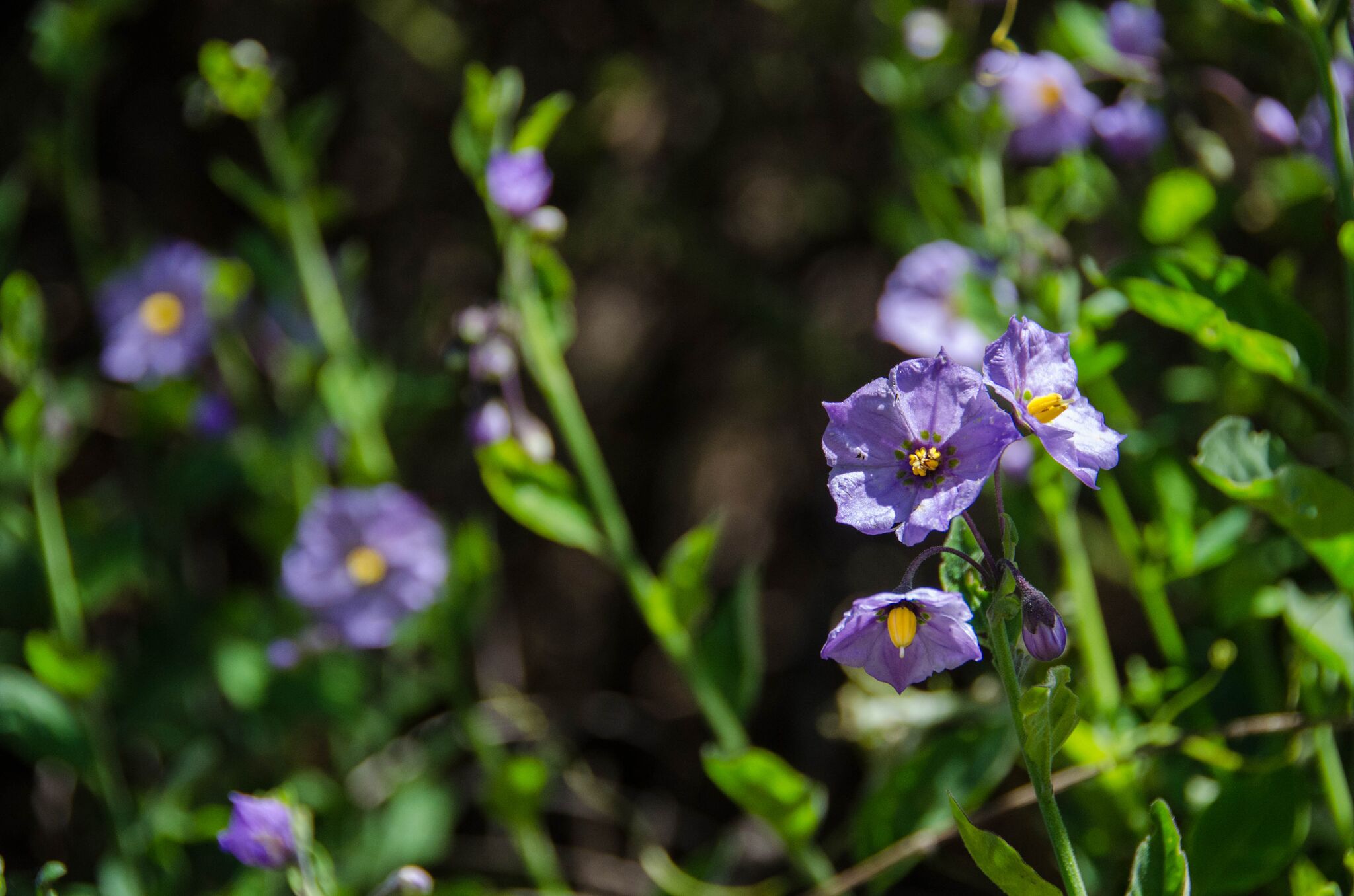 Mayfair-Trail_Rancho-Canada-del-Oro-Open-Space-Preserve_Cassie-Kifer-4_preview