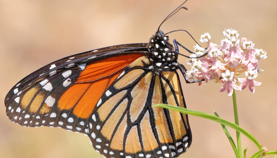 Monarch butterfly rests on milkweed flower
