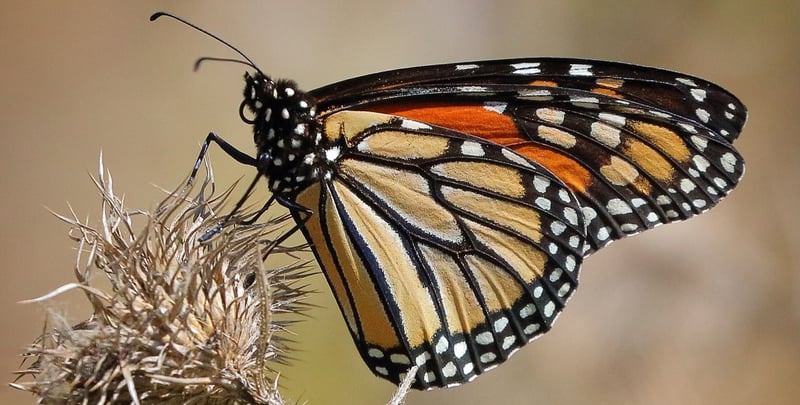 Monarch Butterfly - D-Mauk - 2021-06 - 3