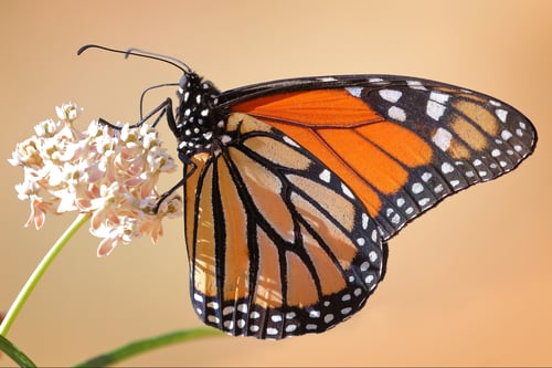 Monarch Butterfly - D.Mauk - 2021-06 - 1