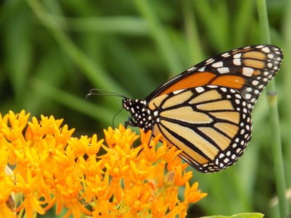 Monarch Butterfly on orange flower