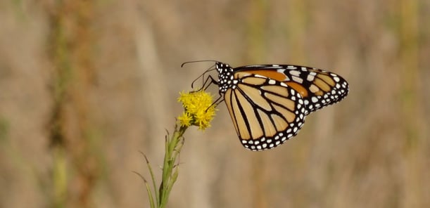 Monarch Butterfly on yellow flower