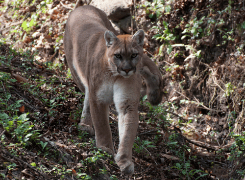 Mountain Lion - Canva - Getty Images-1
