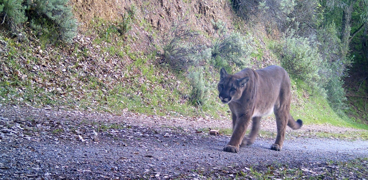 Mountain lion - trail cam - 2022-01-31 - 3-1