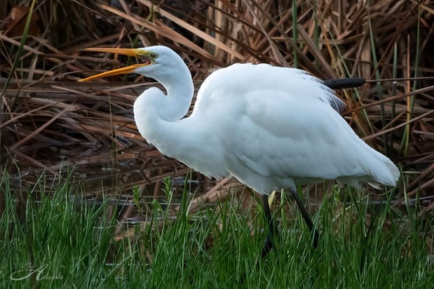 NCV - Egret - B.Adams - Nov 2019