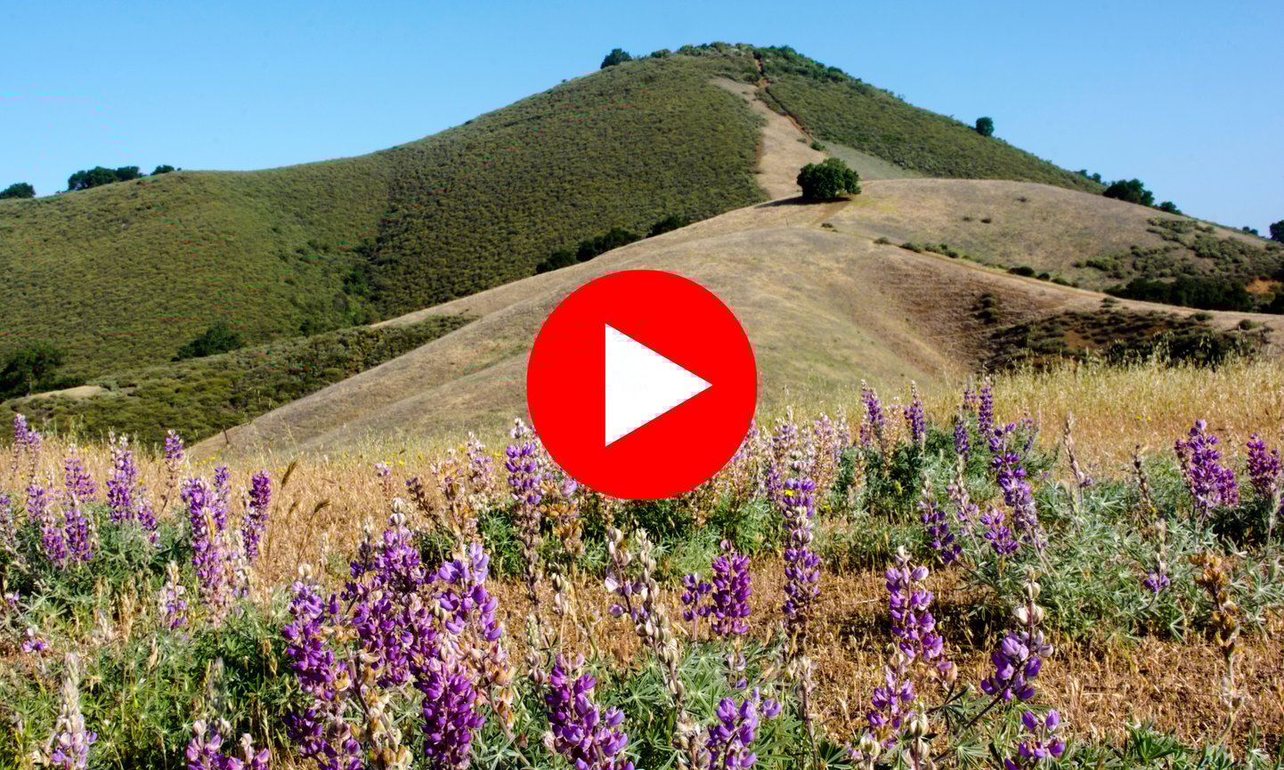 Newsletter Hero - El Toro