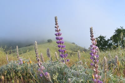 Newsletter_wildflowers