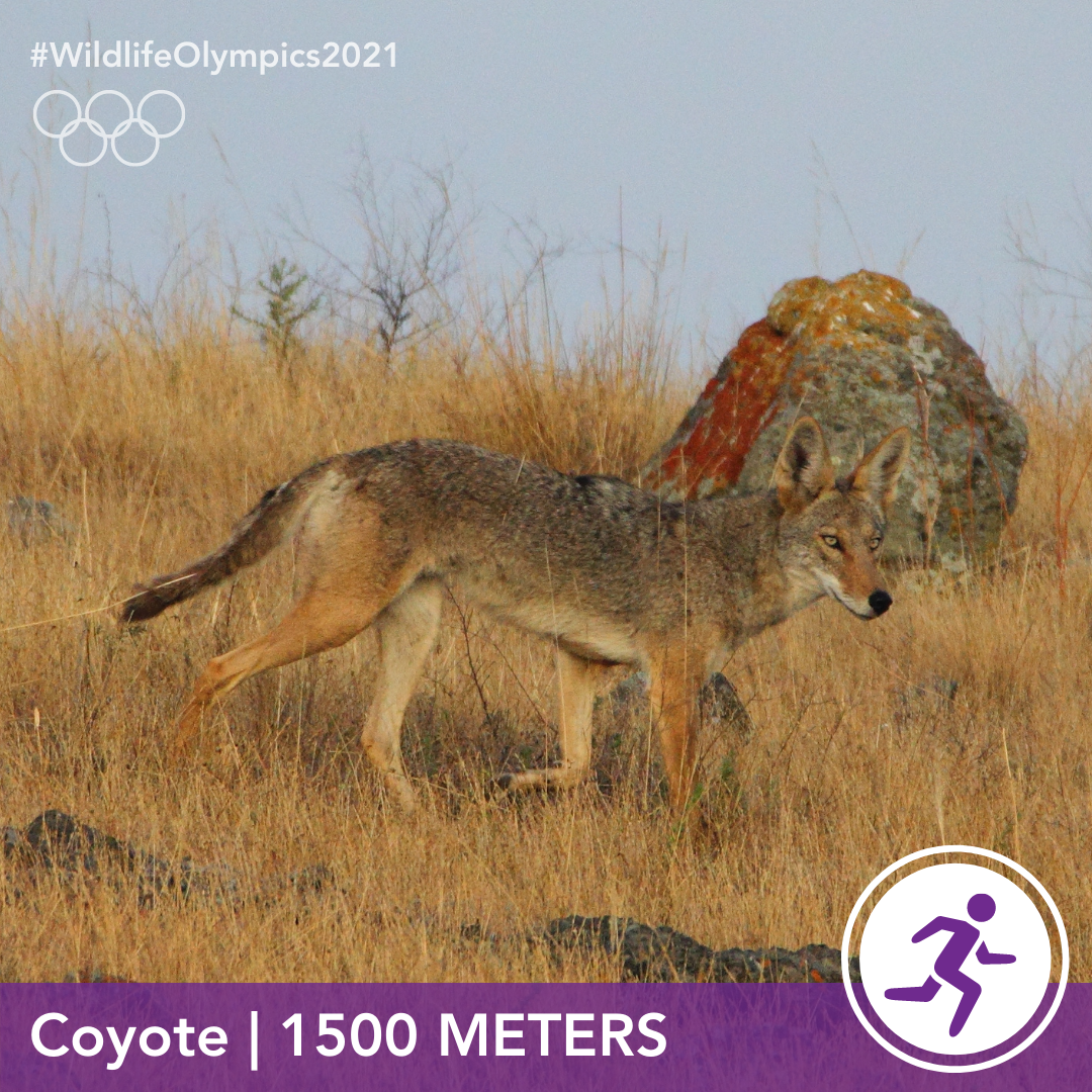 Olympics - Coyote