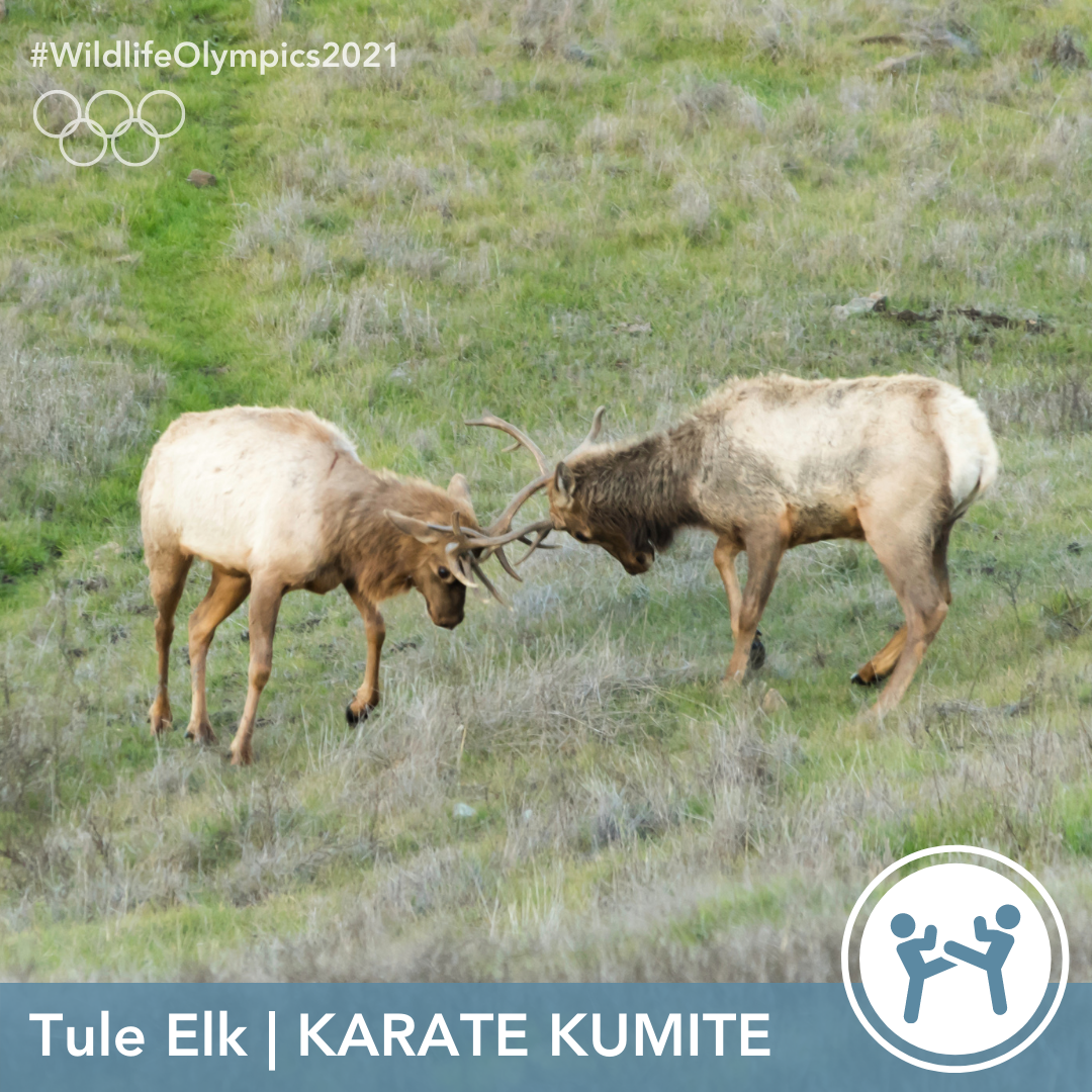 Olympics - Elk