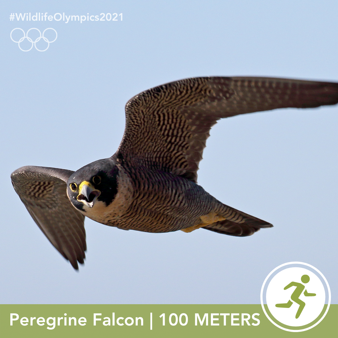 Olympics - Falcon