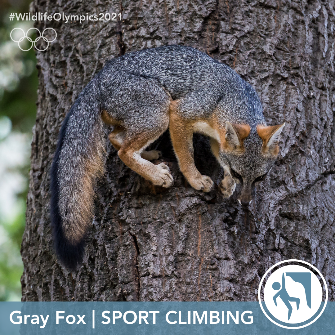 Olympics - Gray fox